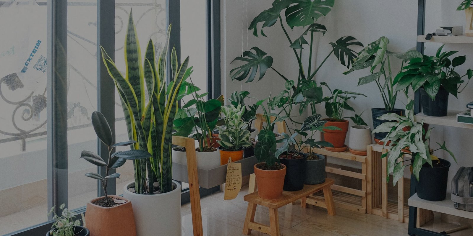 plants-store-hero-section-img-bg